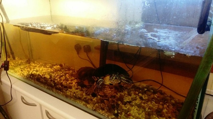 Turtle Tank Upgrade!