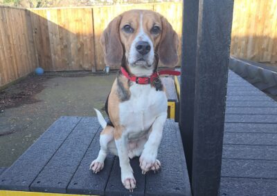 Mabel – Beagle Dog