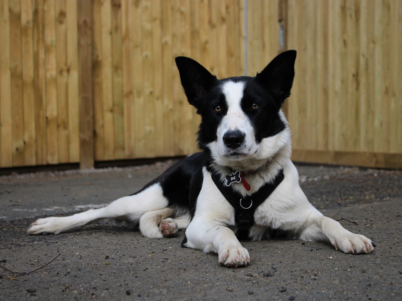 New dog listed for rescue at the Borders Pet Rescue - Bonny