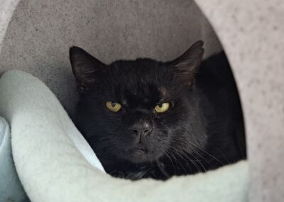 Bagheera – Black cat