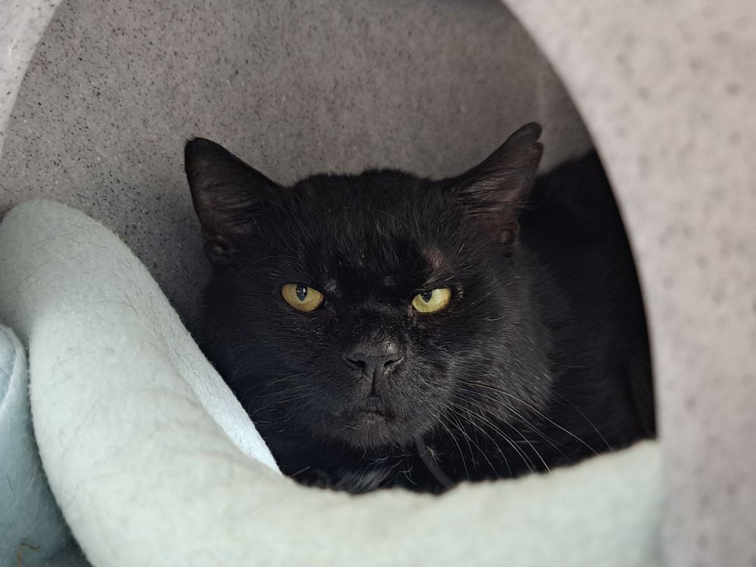 New cat listed for rescue at the Borders Pet Rescue - Bagheera