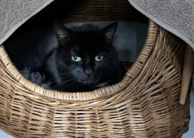 Charlie – Black Cat