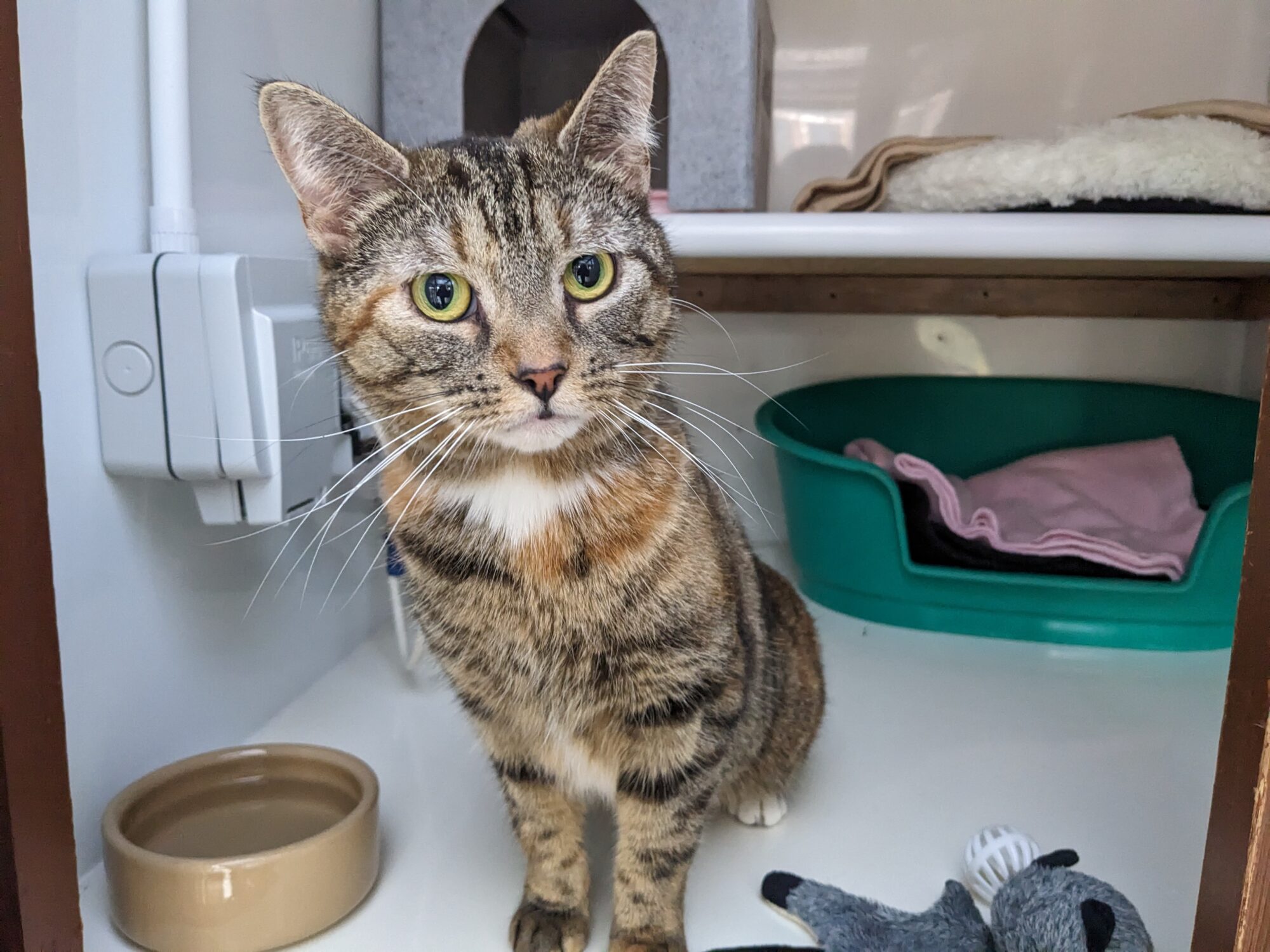 New cat listed for rescue at the Borders Pet Rescue - Milly