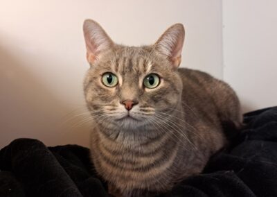 Savannah – Tabby Cat