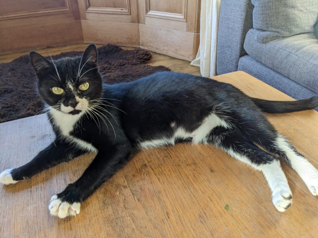 Callie – Black and white cat