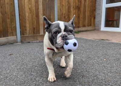 Frenchy – French Bulldog Dog