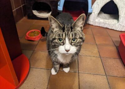 Sophie – Tabby and white cat