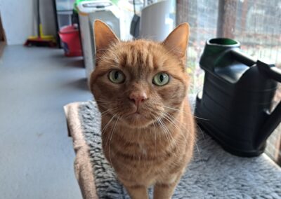 Flynn – Ginger Cat