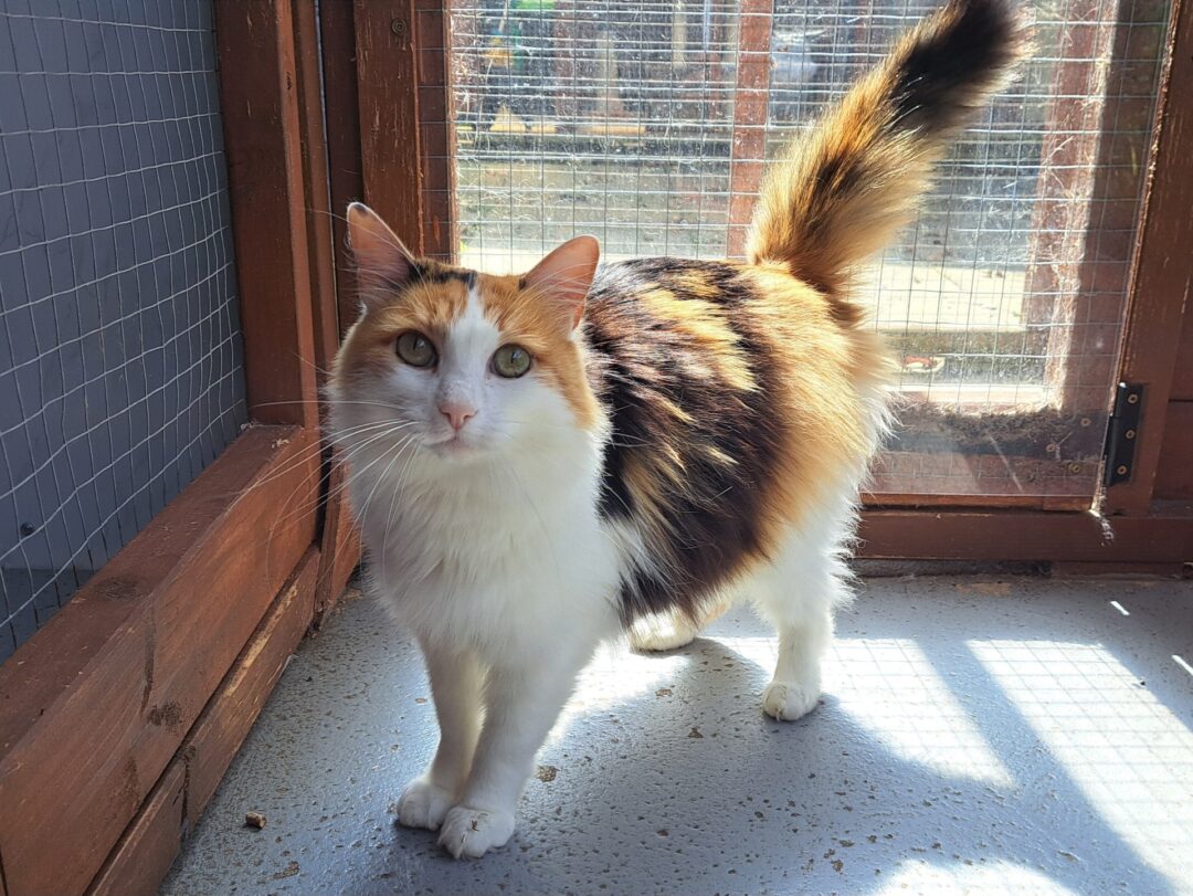 Minnie – Calico