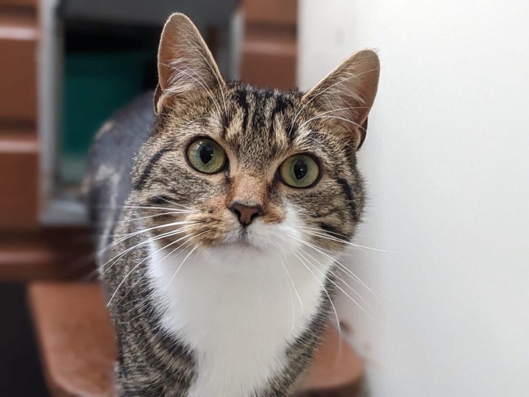 Maisey – tabby & White Cat