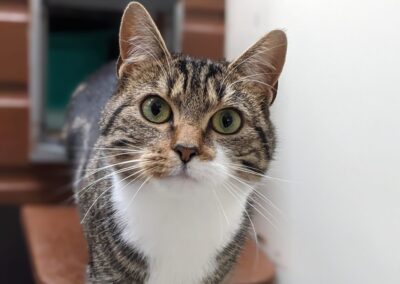 Maisey – tabby & White Cat