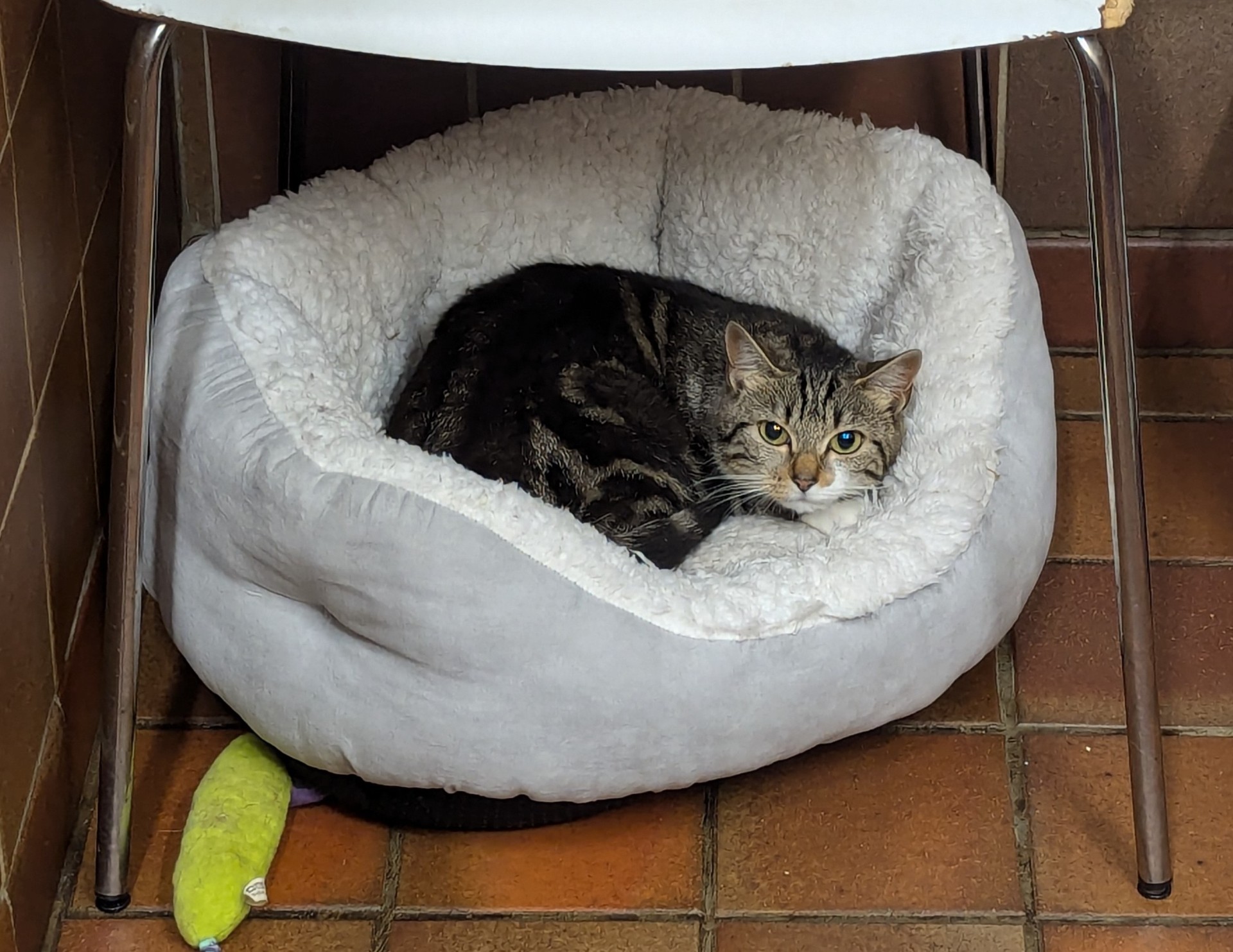 New cat listed for rescue at the Borders Pet Rescue - Maisy