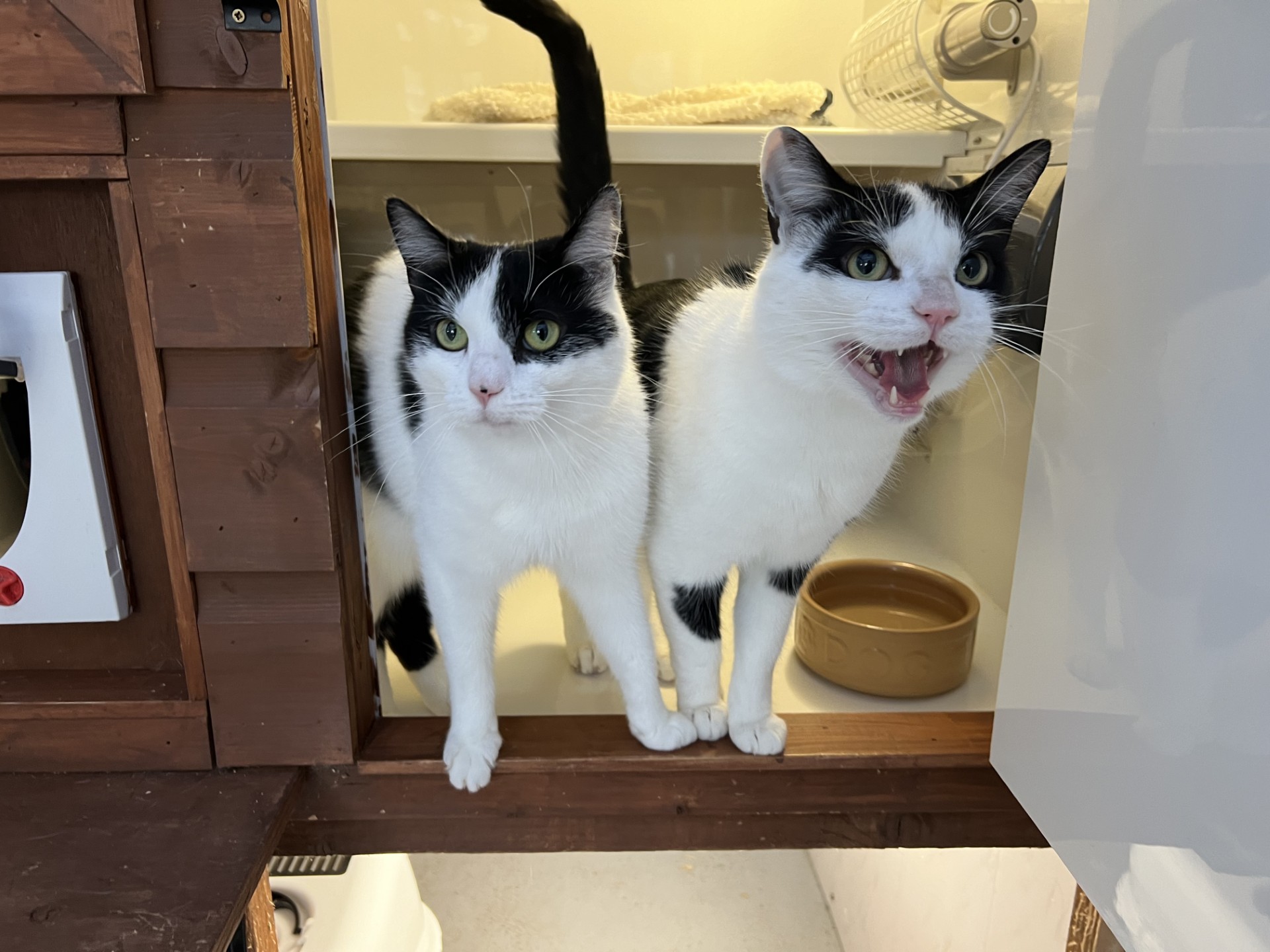 New cat listed for rescue at the Borders Pet Rescue - Daim and Efron