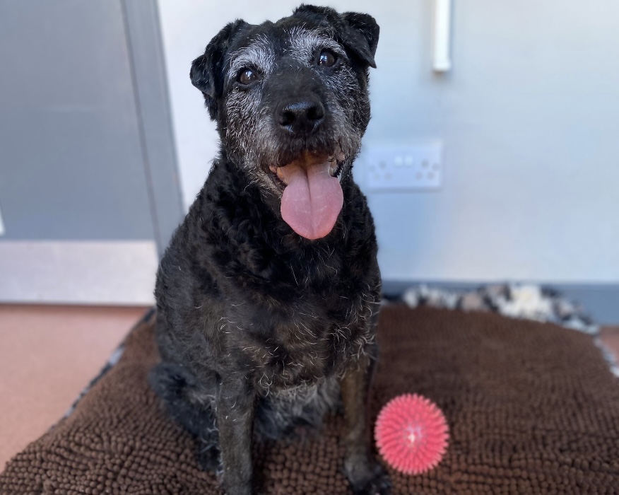 Jack – Patterdale Dog