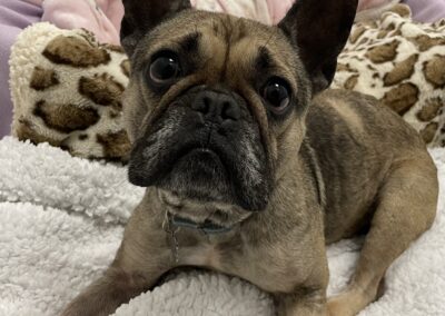 Ivy French Bulldog