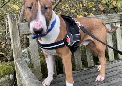 Lennox English Bull Terrier