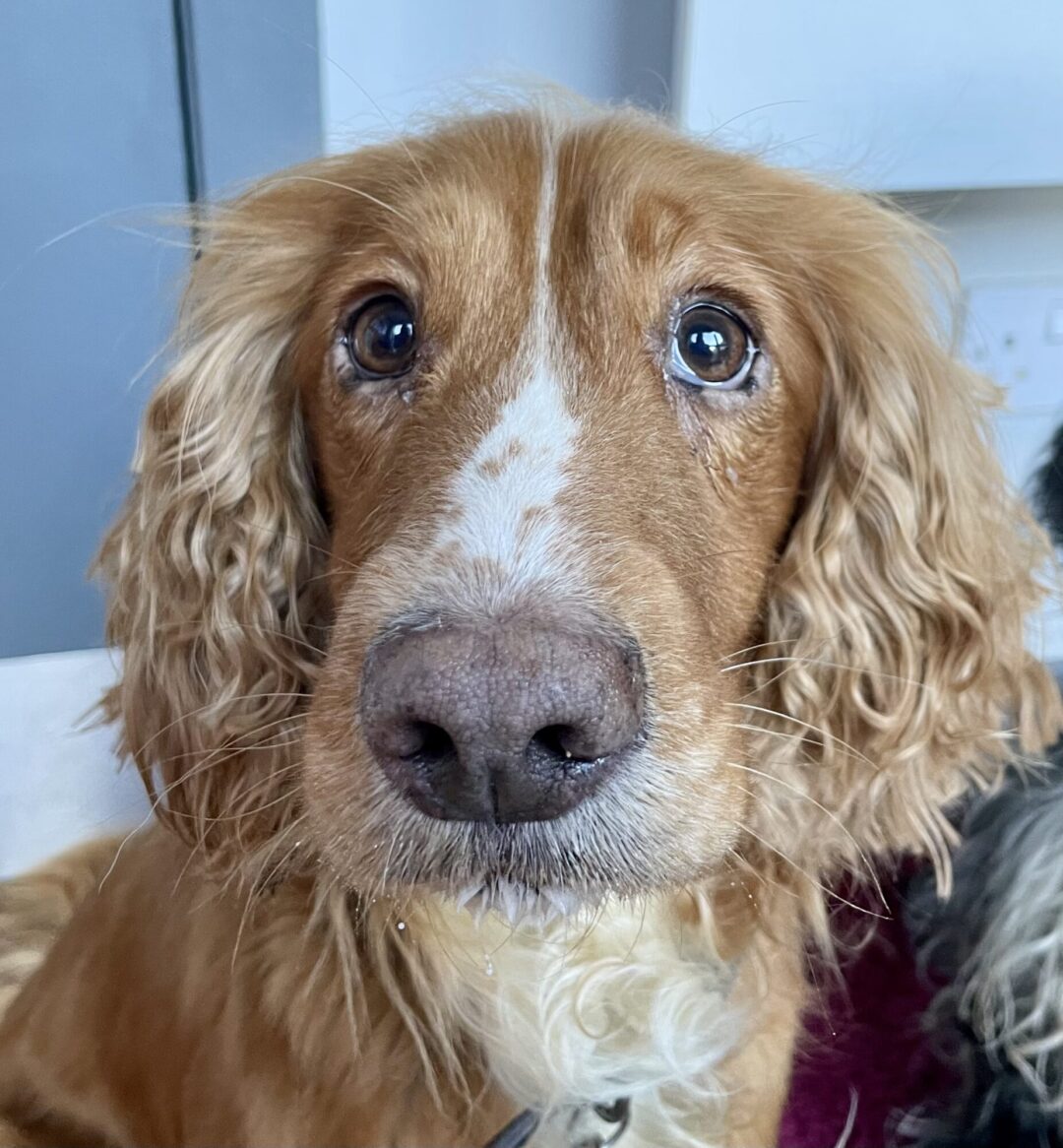 Halo Cocker Spaniel