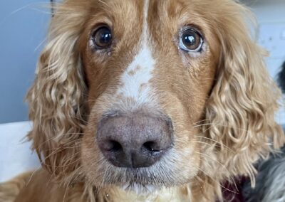 Halo Cocker Spaniel