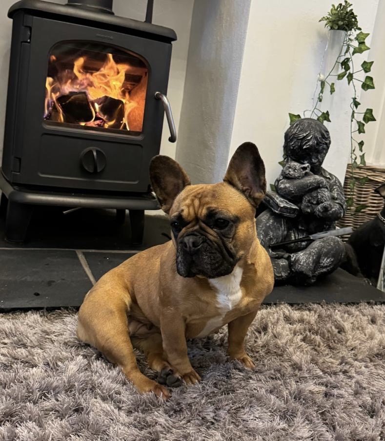 Peaches 3 year old French Bulldog