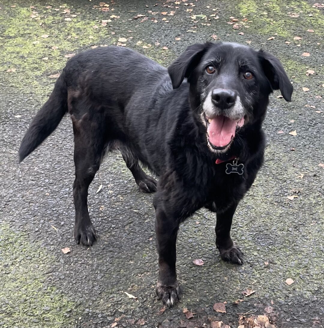 Sheila 12 year old Labrador