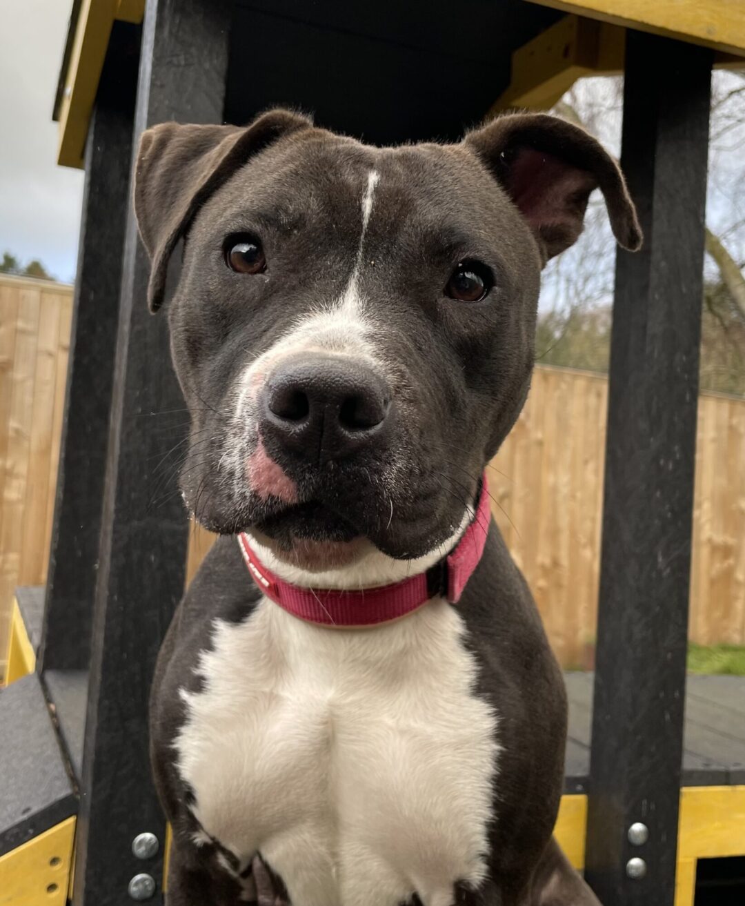 Skye 1 year old Staffie