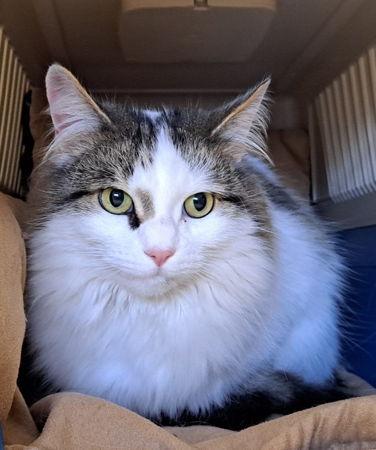 New cat listed for rescue at the Borders Pet Rescue - Indie