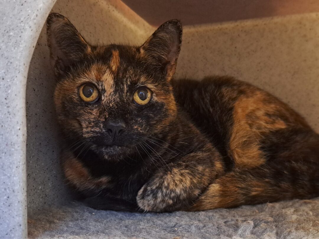 PJ – Tortie