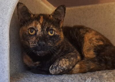 PJ – Tortie Cat