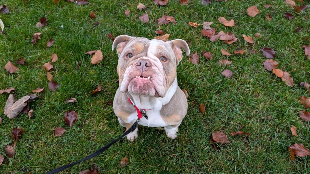 Tilly – Bulldog