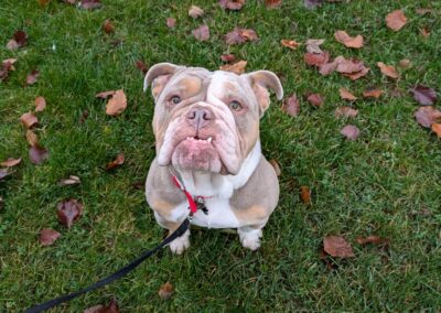 Tilly – Bulldog