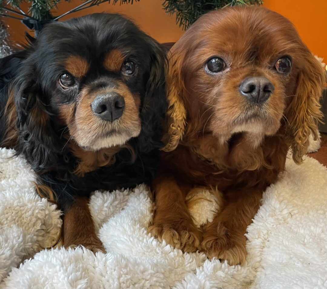 Rocky Cavalier King Charles Spaniel Dog