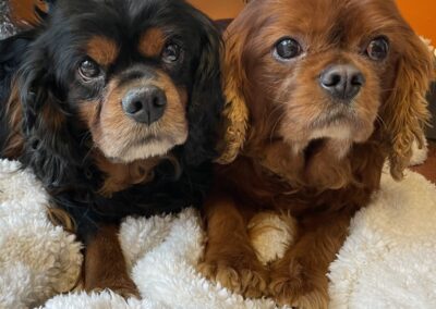 Rocky Cavalier King Charles Spaniel Dog