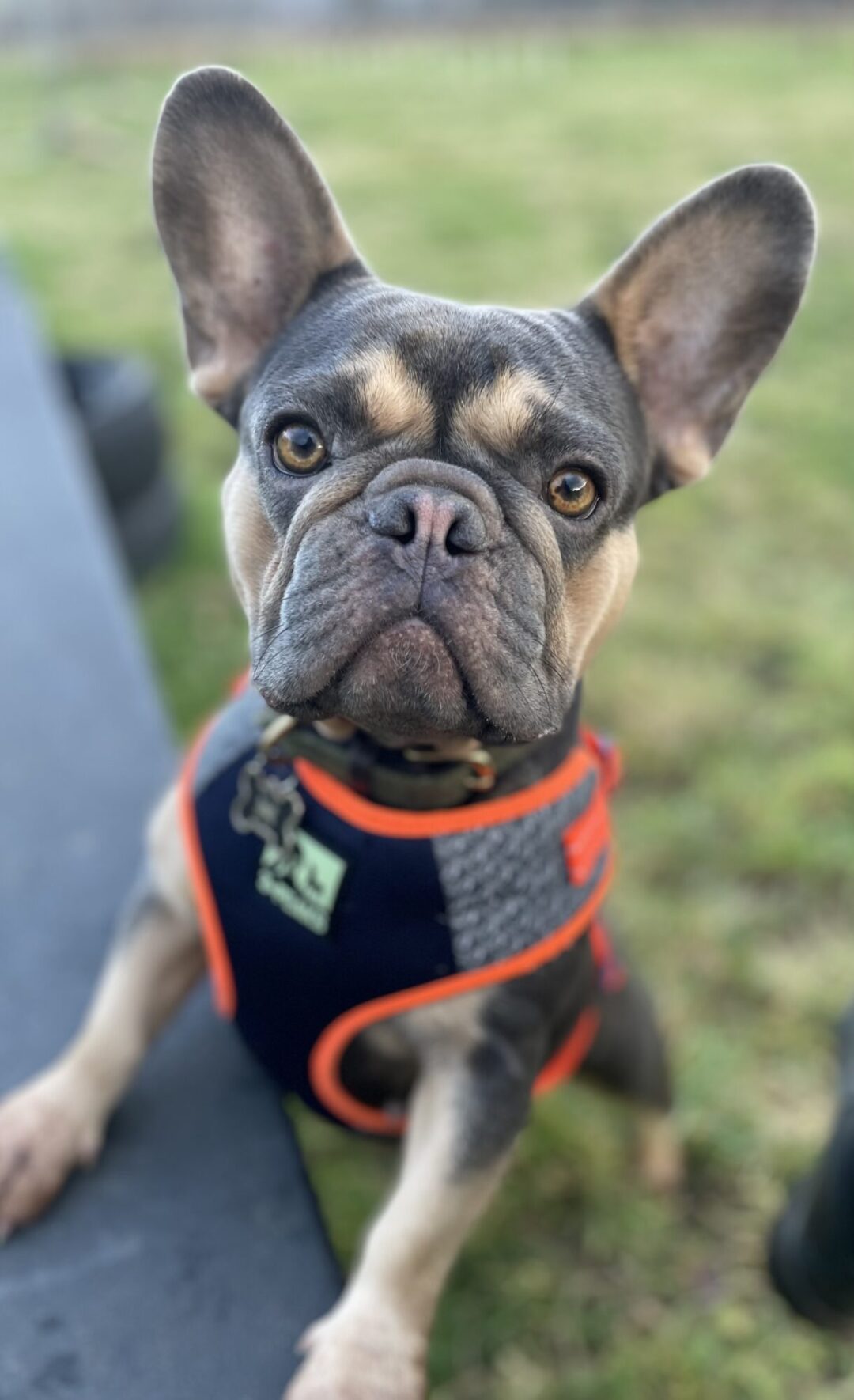 Stella, 2 year old, French Bulldog