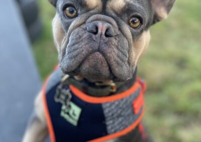 Stella, 2 year old, French Bulldog