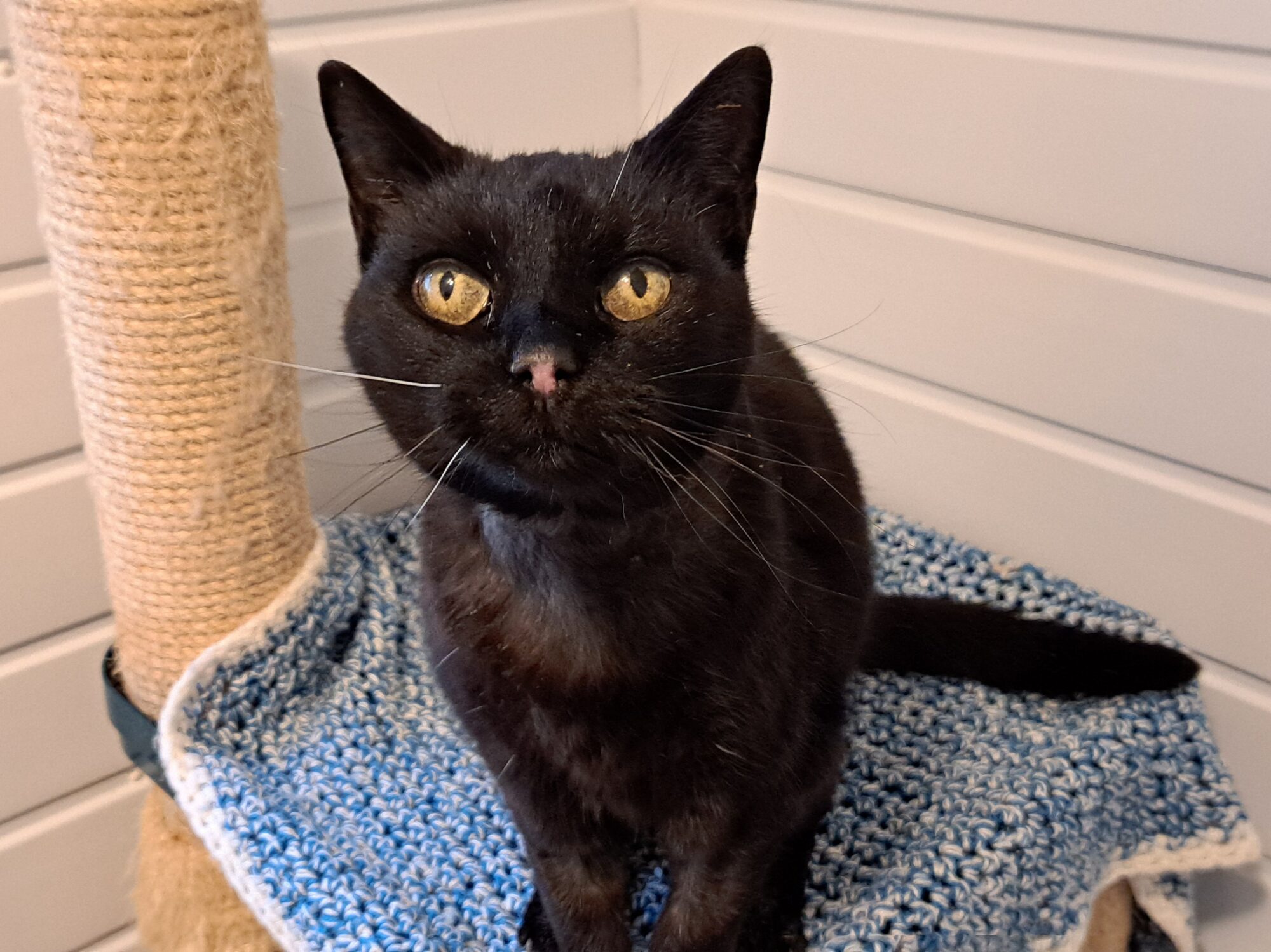 New cat listed for rescue at the Borders Pet Rescue - Toots