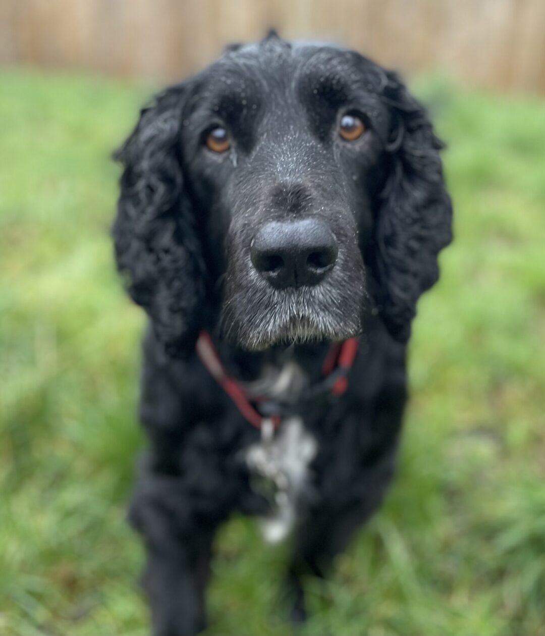 Bob, 9 year old, Working Cocker Spaniel