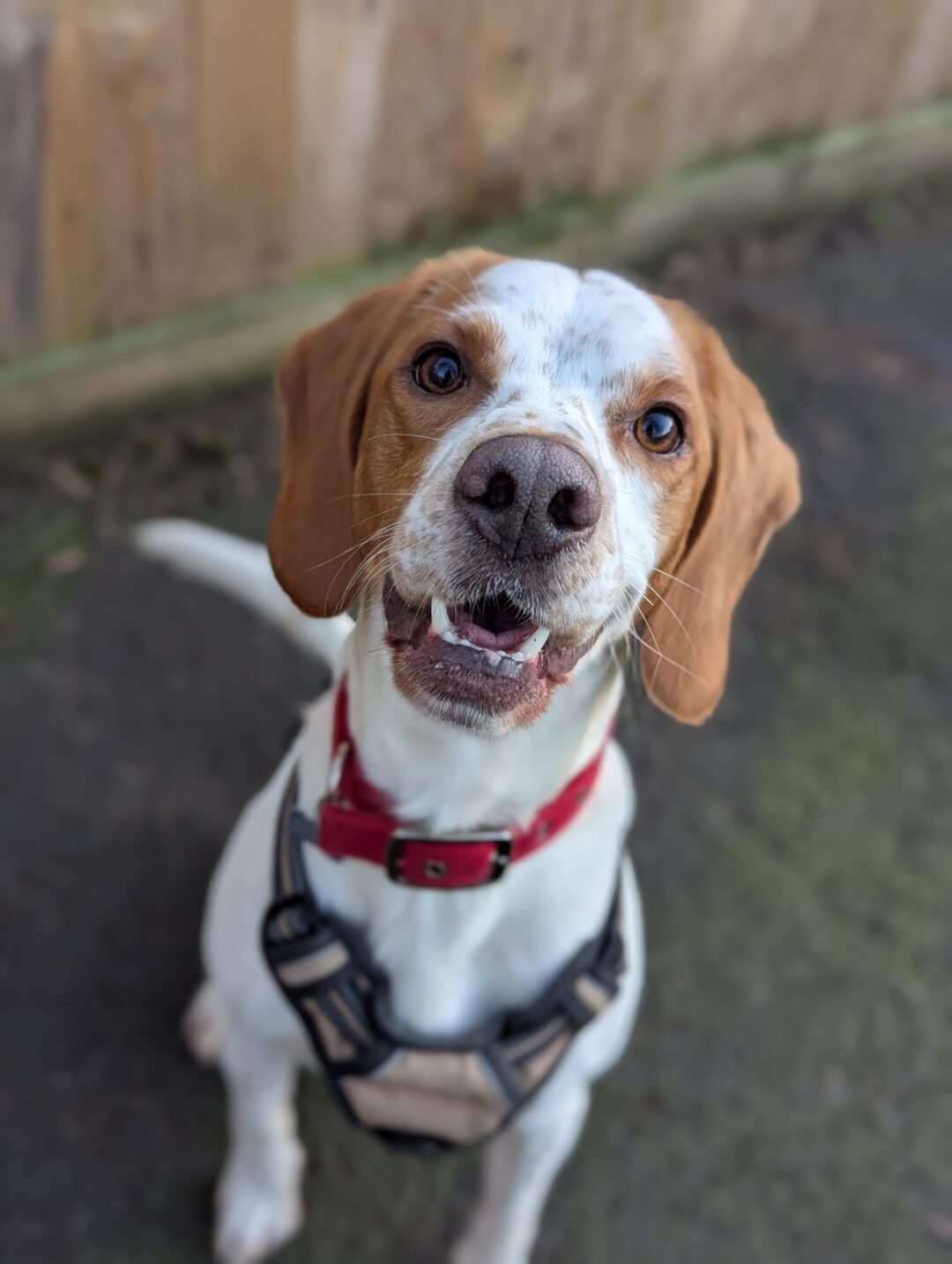 Buddy, 4 year old, Beagle cross Spaniel