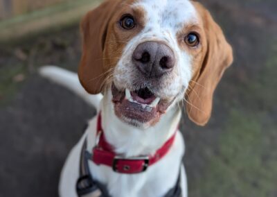 Buddy, 4 year old, Beagle cross Spaniel