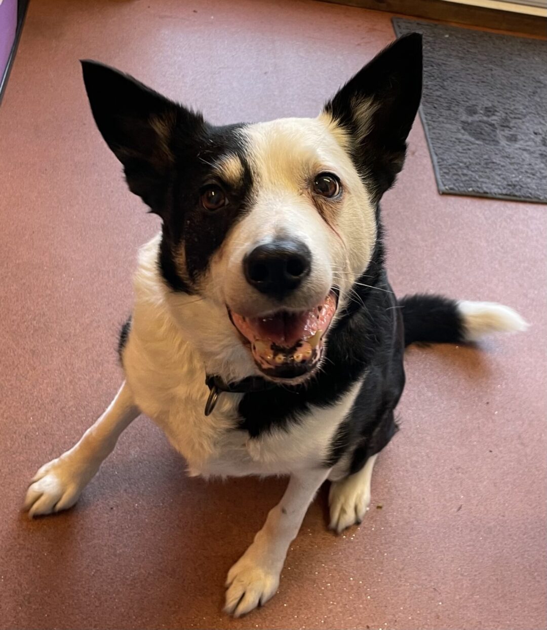 Gus, 8 year old Border Collie