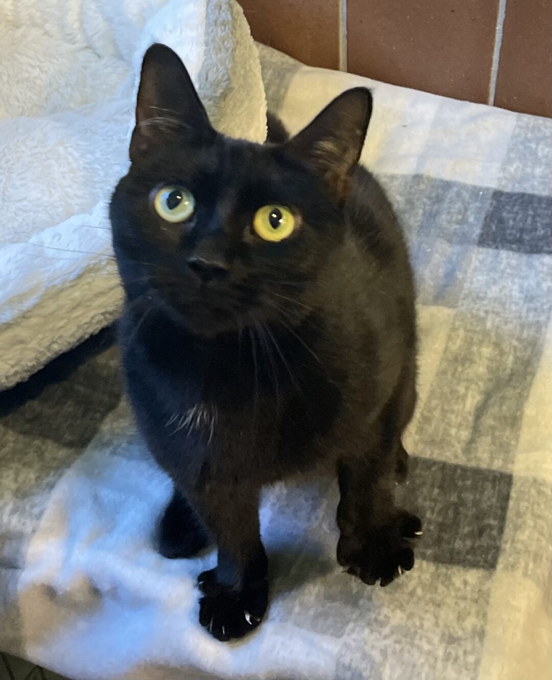 Luna, 4-year-old, Black, Cat