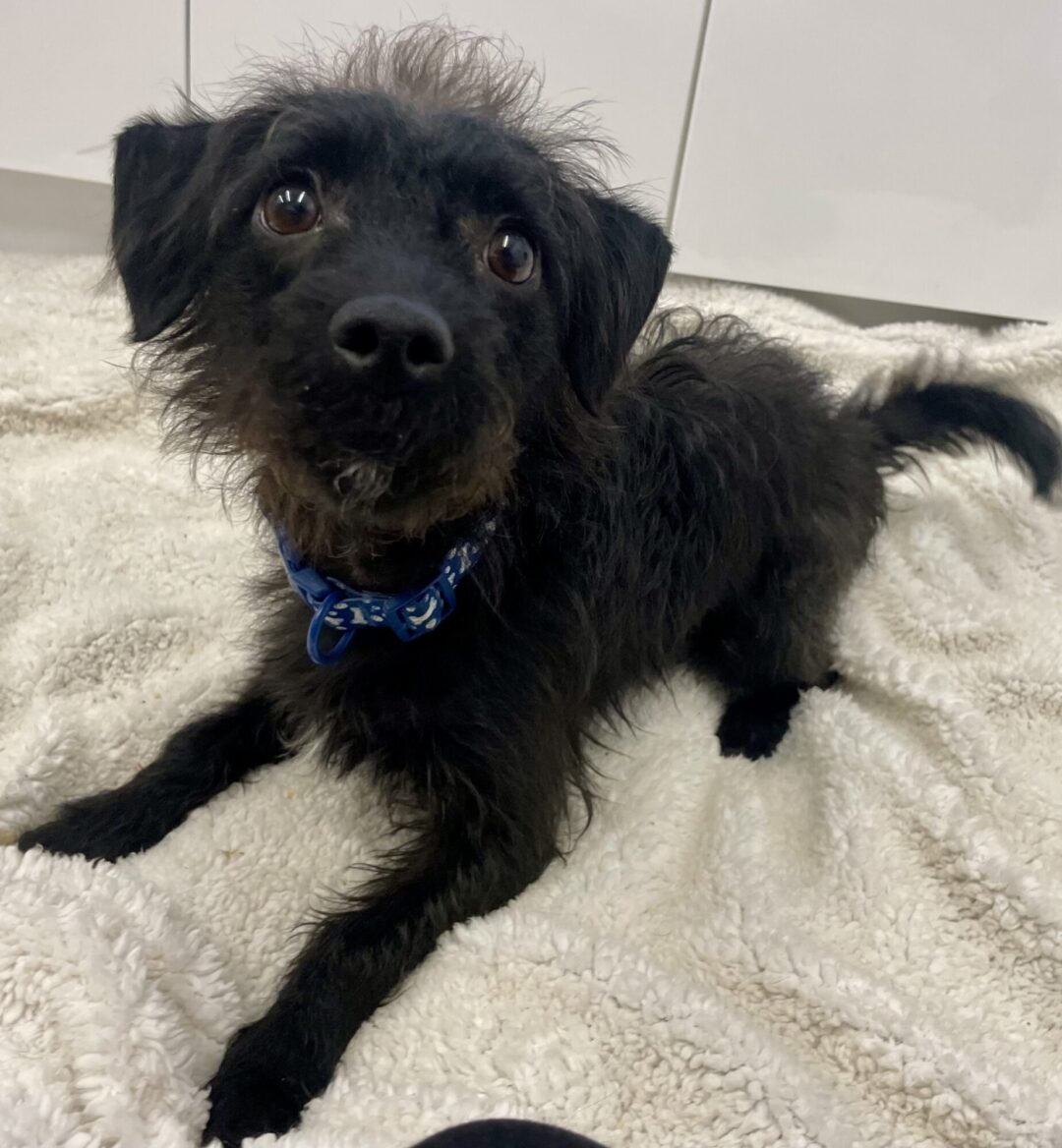 Onyx, 10 month old, Terrier Cross