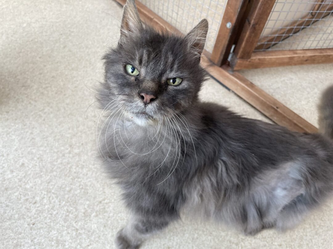 Taylor, Grey Fluffy Cat