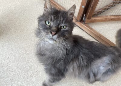 Taylor, Grey Fluffy Cat